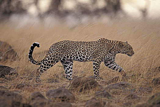 肯尼亚,马赛马拉国家保护区,豹,徘徊