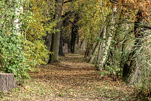 秋天,木头,道路,树