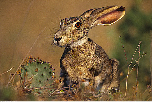 北美野兔,瑞欧格兰山谷,德克萨斯,美国