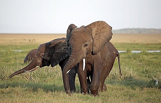 大象,安伯塞利国家公园,肯尼亚,东非,非洲