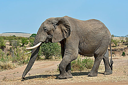 非洲,灌木,非洲象,马赛马拉国家保护区,肯尼亚
