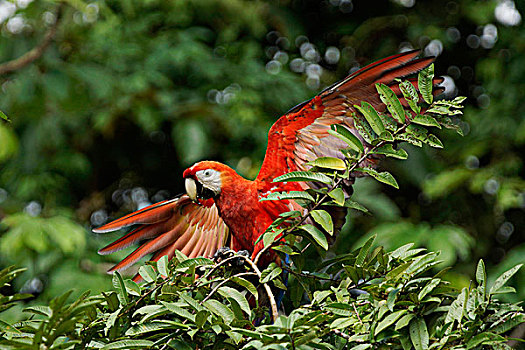 绯红金刚鹦鹉,展翅,哥斯达黎加