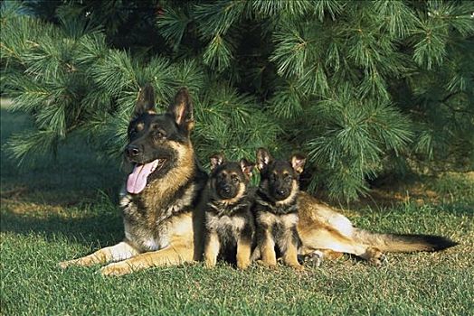 德国牧羊犬,狗,母亲,两个,小狗,休息,草,草地