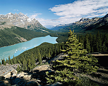 加拿大,艾伯塔省,班芙国家公园,佩多湖,大幅,尺寸