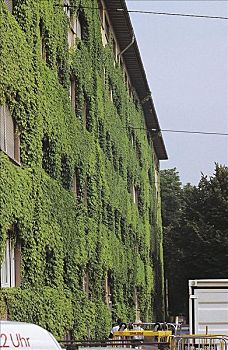 公寓,绿色,建筑,地锦属,德国,欧洲