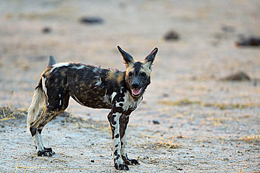 非洲野狗,非洲野犬属,幼兽,南卢安瓜国家公园,赞比亚,非洲