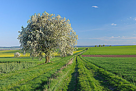 樱桃树,开花,农田,弗兰克尼亚,巴伐利亚,德国