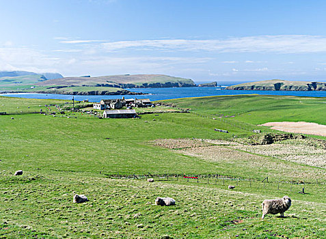 风景,南,大陆,设得兰群岛,苏格兰,英国,大幅,尺寸