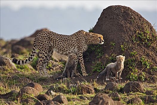 肯尼亚,印度豹,幼兽,旁侧,蚁丘,马赛马拉国家保护区