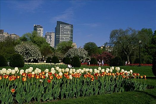 花,花园,波士顿公共公园,波士顿,马萨诸塞,美国