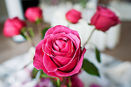 粉色,玫瑰,装饰,婚宴餐桌