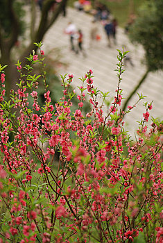 广州白云山桃花涧