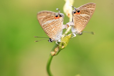长尾蝴蝶图片