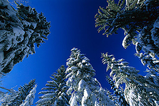 常青树,冬天,巴伐利亚,德国