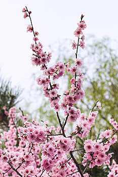粉色,樱桃树,春天