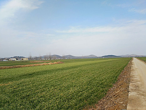 乡村路,路,乡村土路,林间道路