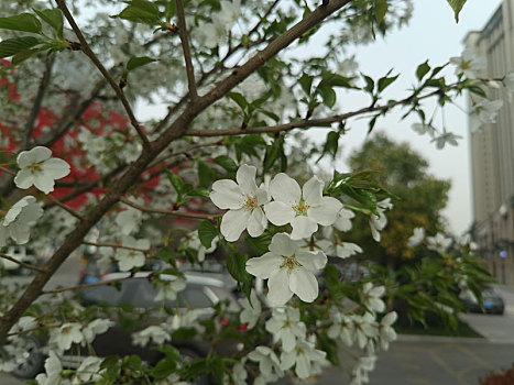 山樱桃花高清特写