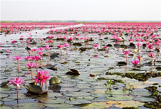 湖,荷花,泰国