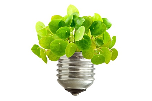 绿色植物,室外,灯泡