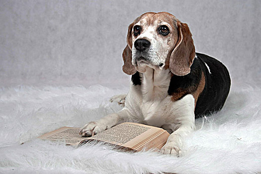 小猎犬,卧,长毛绒,毯子,正面,翻开,书本