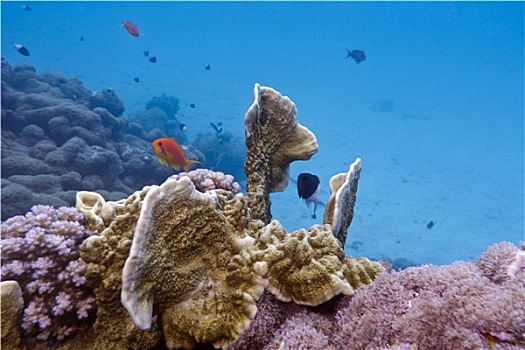 珊瑚礁,珊瑚,异域风情,鱼,臀部,热带,海洋,蓝色背景,水,背景