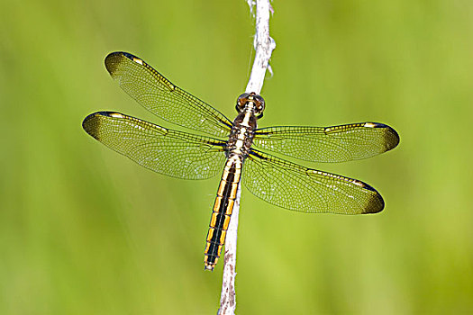 蜻蜓,蜻属,女性,湿地