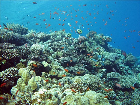 珊瑚礁,珊瑚,异域风情,鱼,热带,海洋,水下