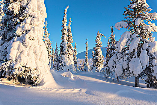 太阳,雪,木头,国家公园,拉普兰,芬兰