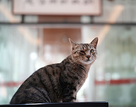 秋日阳光下小花猫可爱的萌萌表情