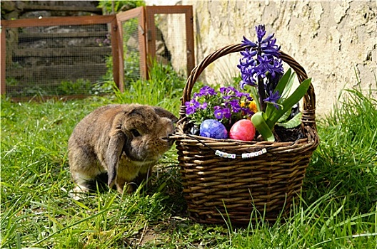 兔子,复活节礼筐