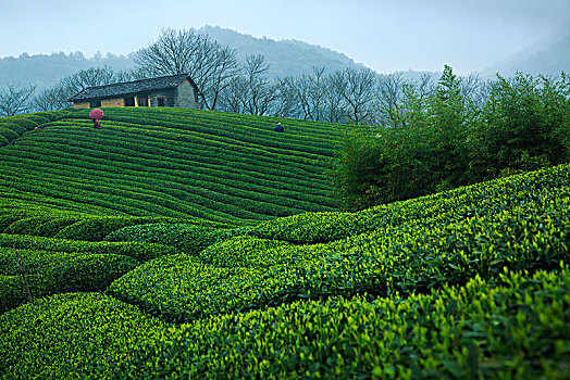 茶园,茶山,绿色