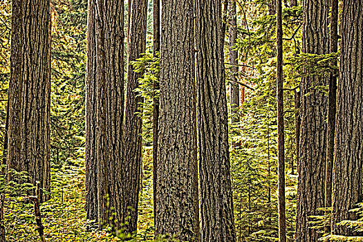 花旗松,小树林,省立公园,不列颠哥伦比亚省
