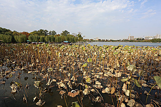 湖面风景