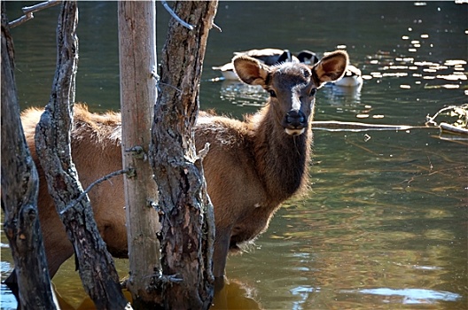麋鹿,水中