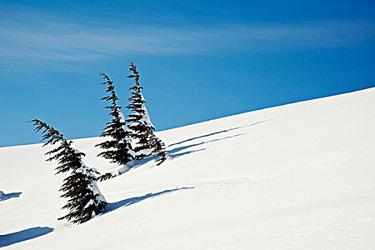 俄勒冈,美国,清新,冬天,雪,胡德山