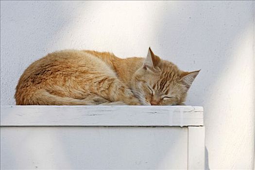 猫,米克诺斯岛,希腊