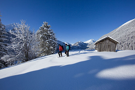 雪鞋,旅游,阿尔卑斯山,提洛尔,奥地利