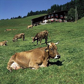 高山牧场,母牛,牛,草地,哺乳动物,士瓦本,欧洲,牲畜,农牧,动物