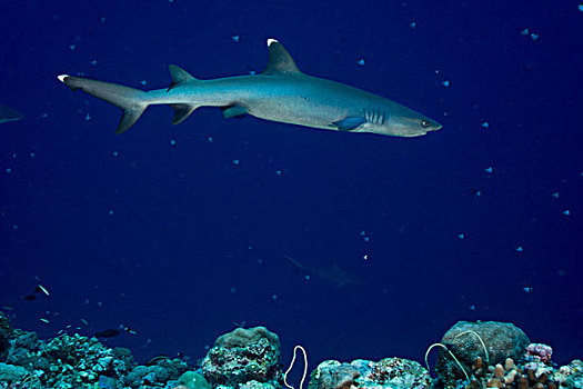 灰三齿鲨,帕劳,密克罗尼西亚,大洋洲