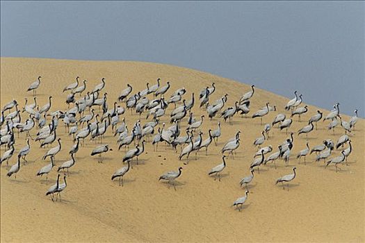 蓑羽鹤,成群,沙滩,沙丘,拉贾斯坦邦,印度