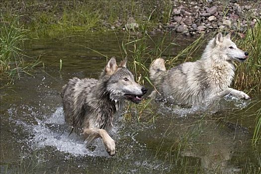 两个,狼,追逐,水