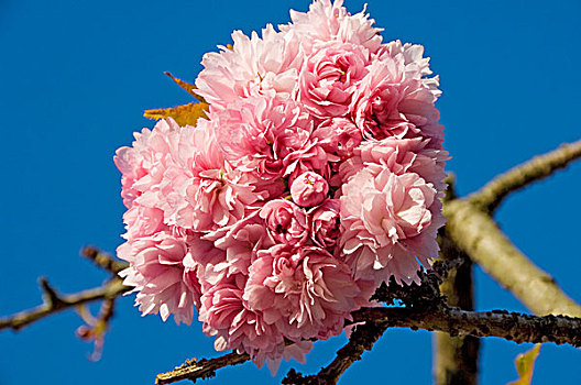 英格兰,北约克郡,特写,粉色,花,树