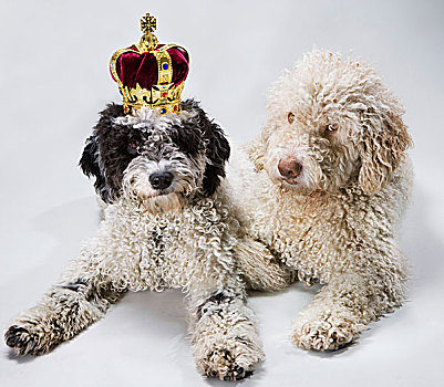 两个,葡萄牙,水,狗,卧,并排,一个,穿,皇冠