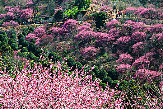 山坡,游客