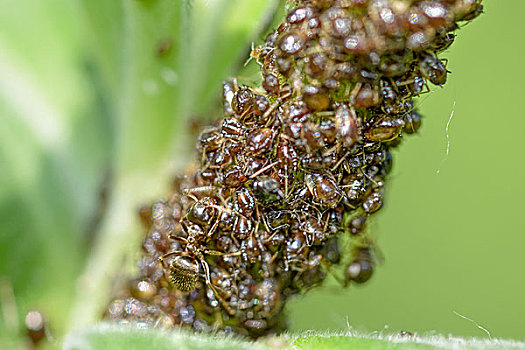 蚂蚁,蚜虫