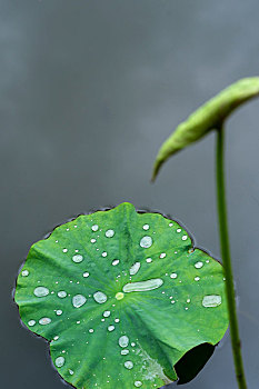 夏天雨后荷叶与水珠