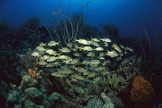 珊瑚礁,场景,鱼群,咕噜声,博奈尔岛,加勒比海