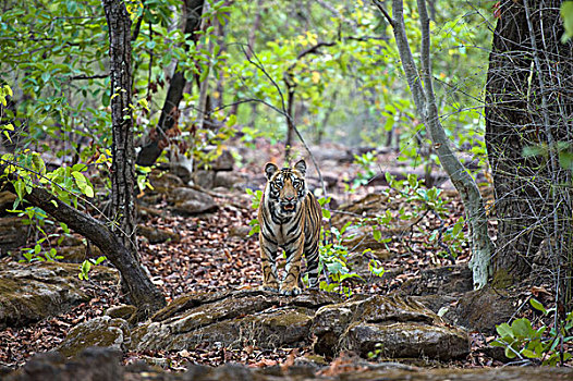 孟加拉虎,虎,老,幼兽,树林,班德哈维夫国家公园,印度