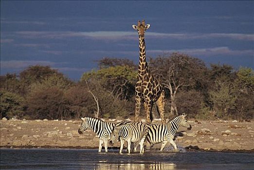 三个,斑马,马,一个,长颈鹿,水坑,哺乳动物,埃托沙国家公园,纳米比亚,非洲,动物
