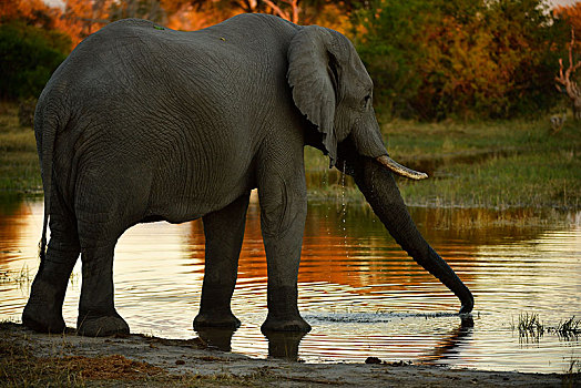 大象,非洲象,站立,岸边,喝,奥卡万戈三角洲,博茨瓦纳,非洲